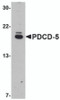 Western blot analysis of PDCD5 in EL4 cell lysate with PDCD5 antibody at 1&#956;g/mL.