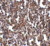 Immunohistochemistry of KLRA2 in mouse spleen tissue with KLRA2 antibody at 2.5 ug/mL.