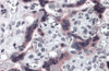 Immunohistochemistry of TTBK2 in human placenta tissue with TTBK2 antibody at 5 &#956;g/mL.