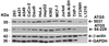 Figure 2 Independent Antibody Validation (IAV) via Protein Expression Profile in Cell Lines
Loading: 15 ug of lysates per lane.
Antibodies: ATG5 5031 (2 ug/mL) , ATG5 64-229 (2 ug/mL) , -actin (1 ug/mL) , and GAPDH (0.02 ug/mL) , 1h incubation at RT in 5% NFDM/TBST.
Secondary: Goat anti-chicken or goat anti-mouse IgG HRP conjugate at 1:10000 and 1:5000 dilution, respectively.