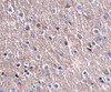 Immunohistochemistry of FNIP2 in mouse brain tissue with FNIP2 antibody at 2.5 ug/mL.
