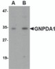 Western blot analysis of GNPDA1 in mouse kidney lysate with GNPDA1 antibody at (A) 1 and (B) 2 &#956;g/mL.
