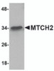 Western blot analysis of MTCH2 in 293 cell lysate with MTCH2 antibody at 1 &#956;g/mL.