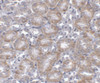 Immunohistochemistry of MTCH2 in mouse kidney tissue with MTCH2 antibody at 5 ug/mL.