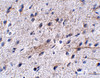 Immunohistochemistry of LRFN5 in mouse brain tissue with LRFN5 antibody at 5 ug/mL.