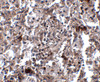 Immunohistochemistry of KCTD15 in human spleen tissue with KCTD15 antibody at 2.5 ug/mL.