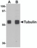 Western blot analysis of Tubulin in rat brain tissue lysate with Tubulin antibody at (A) 0.5 and (B) 1 &#956;g/mL.
