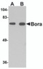Western blot analysis of Bora in mouse brain tissue lysate with Bora antibody at (A) 1 and (B) 2 &#956;g/mL.