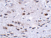 Immunohistochemistry of Bora in mouse brain tissue with Bora antibody at 2.5 ug/mL.