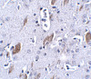 Immunohistochemistry of ATOH8 in mouse brain tissue with ATOH8 antibody at 5 ug/mL.