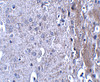 Immunohistochemistry of MATN4 in mouse brain tissue with MATN4 antibody at 2.5 ug/mL.