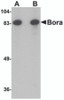 Western blot analysis of Bora in Jurkat cell lysate with Bora antibody at (A) 1 and (B) 2 &#956;g/mL.