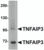Western blot analysis of TNFAIP3 in SK-N-SH cell lysate with TNFAIP3 antibody at 1 &#956;g/mL.