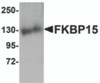 Western blot analysis of FKBP15 in 3T3 cell lysate with FKBP15 antibody at 1 &#956;g/mL.