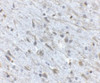 Immunohistochemistry of FKBP15 in mouse brain tissue with FKBP15 antibody at 2.5 ug/mL.
