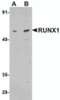 Western blot analysis of RUNX1 in Raji cell lysate with RUNX1 antibody at (A) 1 and (B) 2 &#956;g/mL.