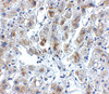 Immunohistochemistry of Siglec11 in human liver tissue with Siglec11 antibody at 5 ug/mL.