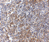 Immunohistochemistry of GPR3 in human spleen tissue with GPR3 antibody at 2.5 ug/mL.