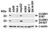 Figure 1 Independent Antibody Validation (IAV) via Protein Expression Profile in Human Cell Lines
Loading: 15 &#956;g of lysates per lane.
Antibodies: CLDN1, 5187 (1 &#956;g/mL) , CLDN1, 24-027 (2 &#956;g/mL) , and beta-actin (1 &#956;g/mL) , 1h incubation at RT in 5% NFDM/TBST.
Secondary: Goat anti-rabbit IgG HRP conjugate at 1:10000 dilution.