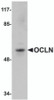 Western blot analysis of OCLN in human liver tissue lysate with OCLN antibody at 1 &#956;g/mL.