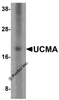 Western blot analysis of UCMA in SW1353 cell lysate with UCMA antibody at 2.5 &#956;g/mL.