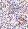 Immunohistochemistry of SHOC2 in human spleen tissue with SHOC2 antibody at 5 ug/mL.