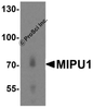 Western blot analysis of MIPU1 in human heart tissue lysate with MIPU1 antibody at 1 &#956;g/mL.