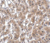 Immunohistochemistry of THEM4 in human liver tissue with THEM4 antibody at 2.5 ug/mL.