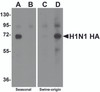 Western blot analysis of Hemaggutinin using recombinant seasonal Hemagglutinin (lanes A & B) and swine-origin Hemagglutinin (lanes C & D) with anti-seasonal Hemagglutinin antibody (5231) at 2 &#956;g/mL (lanes A & C) and anti-swine-origin Hemagglutinin antibody (5233) at 2 &#956;g/mL (lanes B & D) .