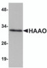 Western blot analysis of HAAO in Mouse liver tissue lysate with HAAO antibody at 1 &#956;g/mL.