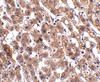 Immunohistochemistry of HAAO in human liver tissue with HAAO antibody at 2.5 ug/mL.