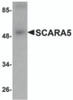 Western blot analysis of SCARA5 in human liver tissue lysate with SCARA5 antibody at 1 &#956;g/mL.