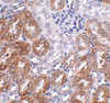 Immunohistochemistry of LIAR in mouse kidney tissue with LIAR antibody at 2.5 ug/mL.