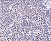Immunohistochemistry of ARL15 in human spleen tissue with ARL15 antibody at 5 ug/mL.