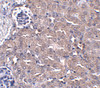 Immunohistochemistry of CIP75 in mouse kidney tissue with CIP75 antibody at 5 ug/mL.