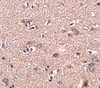 Immunohistochemistry of SCAMP4 in human brain tissue with SCAMP4 antibody at 2.5 ug/mL.