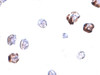 Immunocytochemistry of IRGC in A20 cells with IRGC antibody at 2.5 ug/mL.
