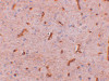 Immunohistochemistry of TWA1 in rat brain tissue with TWA1 antibody at 2.5 ug/mL.