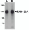 Western blot analysis of FAM120A in SK-N-SH cell lysate with FAM120A antibody at (A) 0.5 and (B) 1 &#956;g/mL.