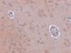 Immunohistochemistry of FAM120A in rat brain tissue with FAM120A antibody at 2.5 ug/mL.