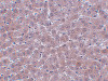 Immunohistochemistry of JMJD1B in rat liver tissue with JMJD1B antibody at 2.5 ug/mL.
