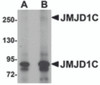 Western blot analysis of JMJD1C in human liver tissue lysate with JMJD1C antibody at (A) 1 and (B) 2 &#956;g/mL.