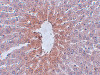 Immunohistochemistry of JMJD1C in rat liver tissue with JMJD1C antibody at 2.5 ug/mL.