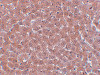 Immunohistochemistry of JMJD2A in rat liver tissue with JMJD2A antibody at 5 ug/mL.