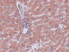 Immunohistochemistry of JMJD5 in rat liver tissue with JMJD5 antibody at 2.5 ug/mL.