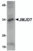 Western blot analysis of JMJD7 in 3T3 cell lysate with JMJD7 antibody at 1 &#956;g/mL.