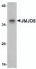 Western blot analysis of JMJD8 in rat kidney tissue lysate with JMJD8 antibody at 1 &#956;g/mL.