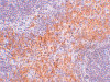 Immunohistochemistry of RIPK1 in mouse kidney tissue with RIPK1 antibody at 2.5 ug/mL.
