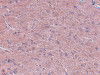 Immunohistochemistry of Prosapip1 in rat brain tissue with Prosapip1 antibody at 2.5 ug/mL.
