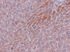 Immunohistochemistry of Prosapip2 in rat liver tissue with Prosapip2 antibody at 5 ug/mL.